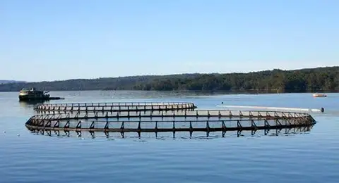 5mm Sodium Thiosulfate Pentahydrate